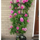 200 Seeds Rose Bonsai Thailand Climbing Rose Tree Rare Flower Pink Bonsai Potted