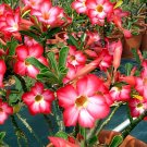 200 Seeds Fresh Real Adenium oleifolium - Adenium Obesum semillas