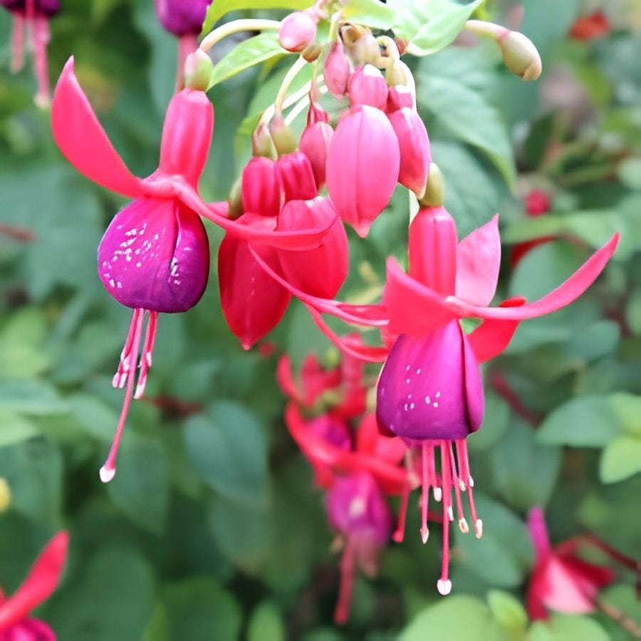 100 Seeds Red Fuchsia Bonsai Potted Flower Garden Potted Plants Hanging Fuchsia