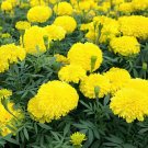 100 Seeds Bright Yellow Potted Marigold