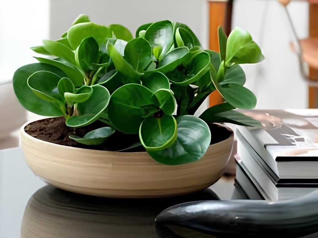 200 Seeds Rare Chinese Rare Peperomia Plant Variety Bonsai Tree