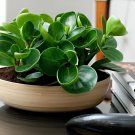 200 Seeds Rare Chinese Rare Peperomia Plant Variety Bonsai Tree