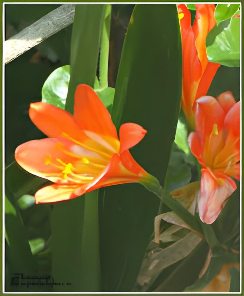 200 Seeds Gorgeous Clivia Bonsai (Kaffir Lily)Rare Bonsai Flower Plant