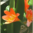 200 Seeds Gorgeous Clivia Bonsai (Kaffir Lily)Rare Bonsai Flower Plant