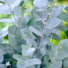 200 Seeds Blue Eucalyptus Mini Tree Exotic Shrub Flower Pots Planters Tropical O