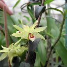 1 Seeds Dendrobium officinale Seeds (Flower Powder)