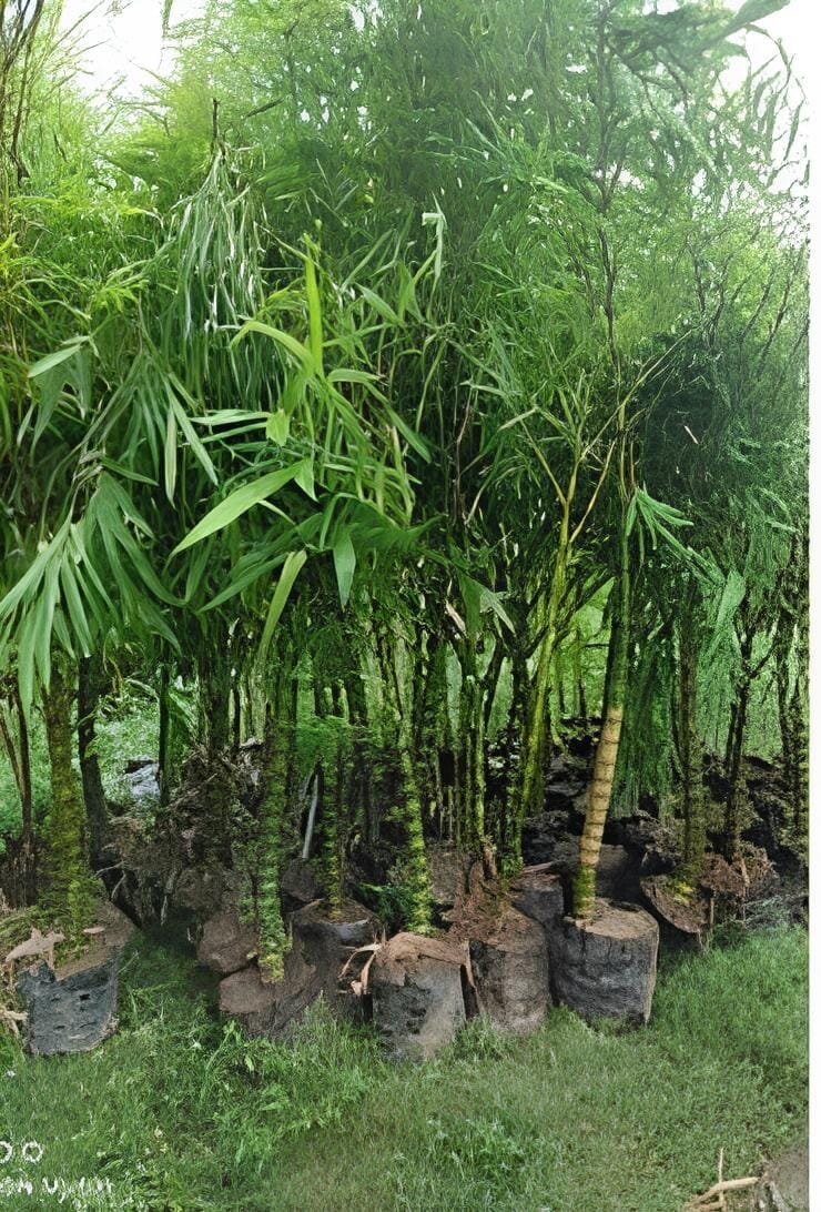 200 Seeds Buddha Bamboo Seeds Bonsai Ornamental Plants