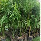 200 Seeds Buddha Bamboo Seeds Bonsai Ornamental Plants