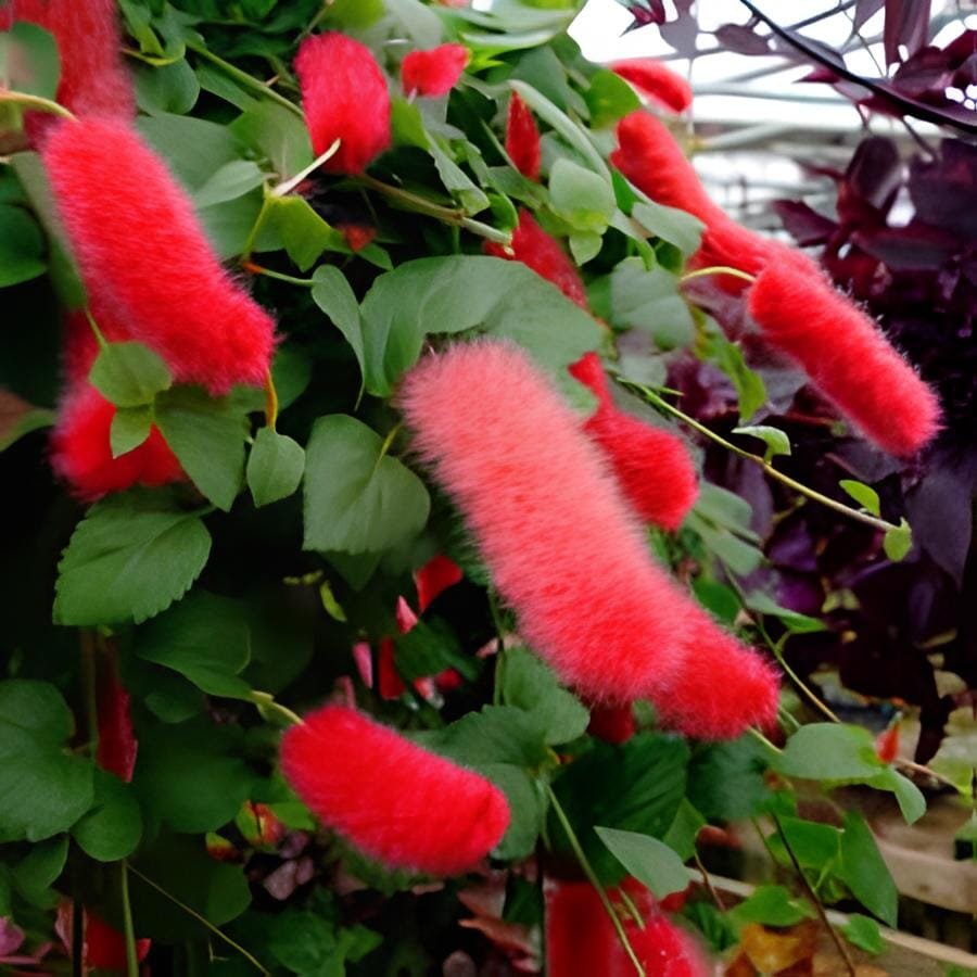 200 Seeds Acalypha Hispida Seeds Green Chenille Plants Bonsai Ornamental Flowers
