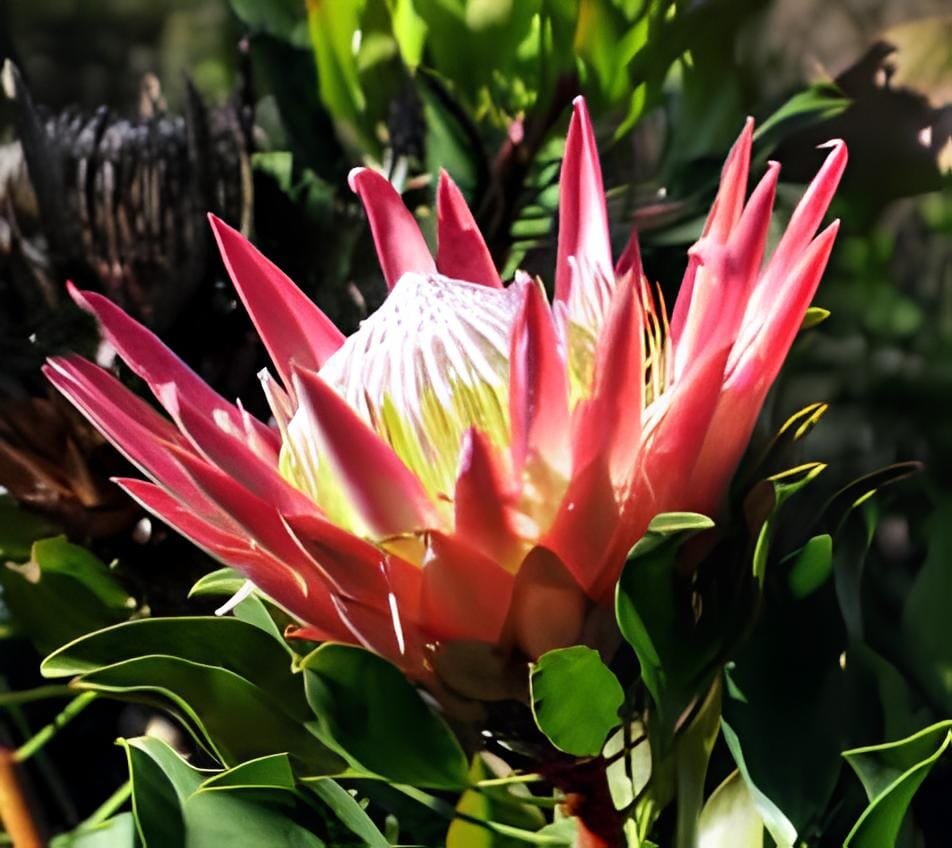4 Seeds Protea Cynaroides 'Maddie'