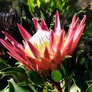 4 Seeds Protea Cynaroides 'Maddie'