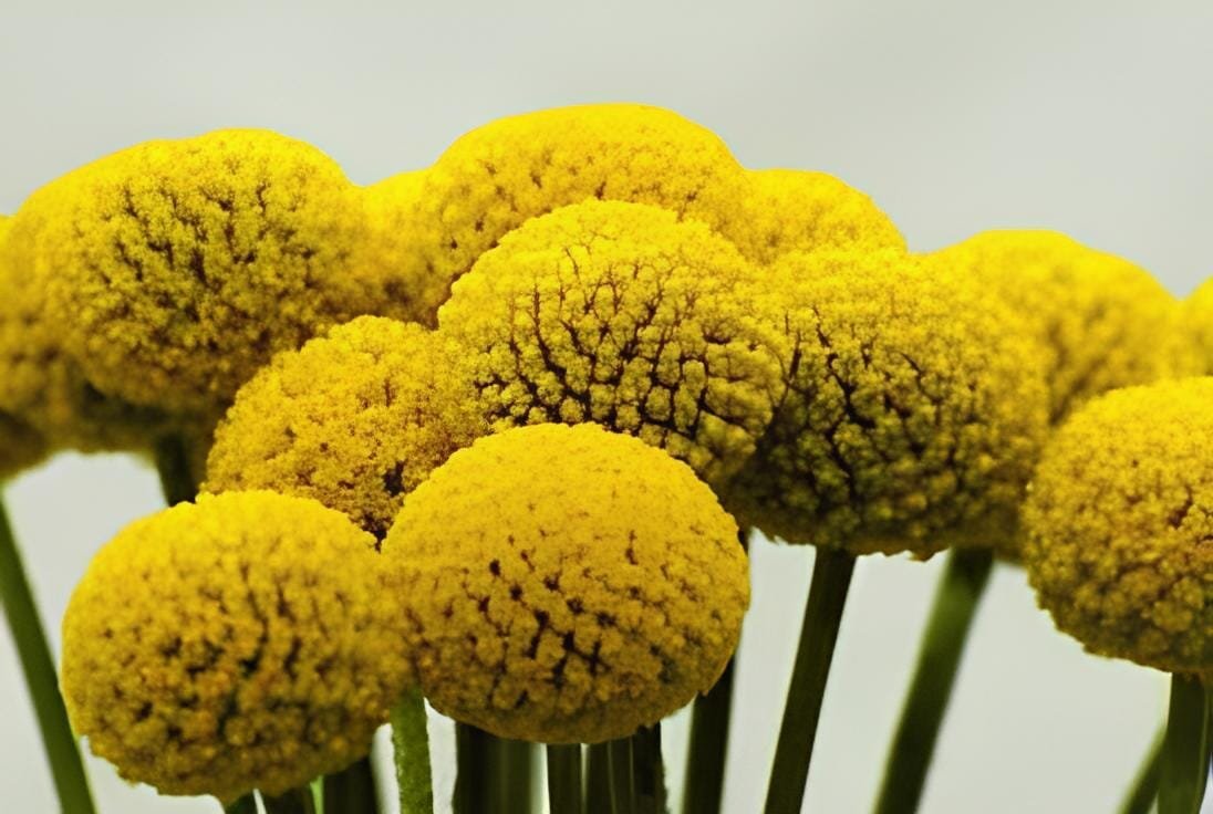 200 Seeds Craspedia Globosa Seeds Yellow Drumstick Perennial Billy Buttons