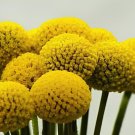 200 Seeds Craspedia Globosa Seeds Yellow Drumstick Perennial Billy Buttons