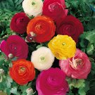 50 Seeds Mixed Ranunculus Asiaticus