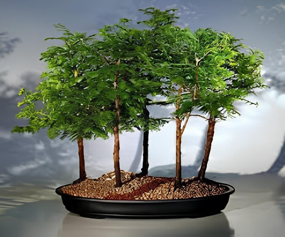100 Seeds Heirloom Outdoor Bonsai Dawn Redwood