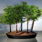 100 Seeds Heirloom Outdoor Bonsai Dawn Redwood