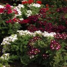 100 Seeds Heirloom 'Luo Han' Dark Red Verbena with White Heart Flower