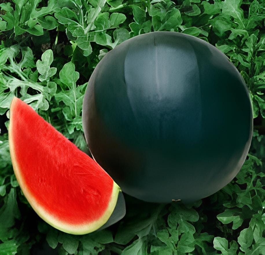 12 Seeds Heirloom Black Round Red Seedless Watermelon