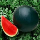12 Seeds Heirloom Black Round Red Seedless Watermelon