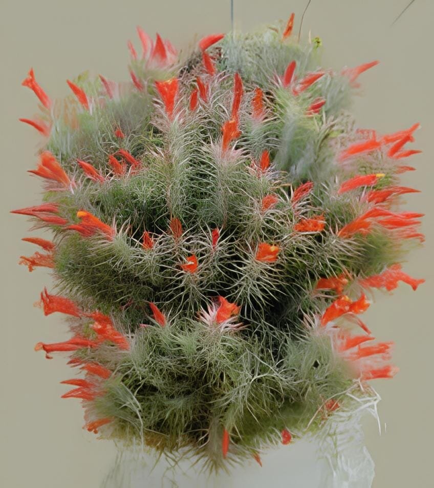 20 Seeds Tillandsia Funckiana Air Plant