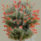 20 Seeds Tillandsia Funckiana Air Plant