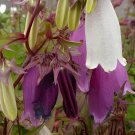 60 Seeds Campanula Punctata Rubriflora