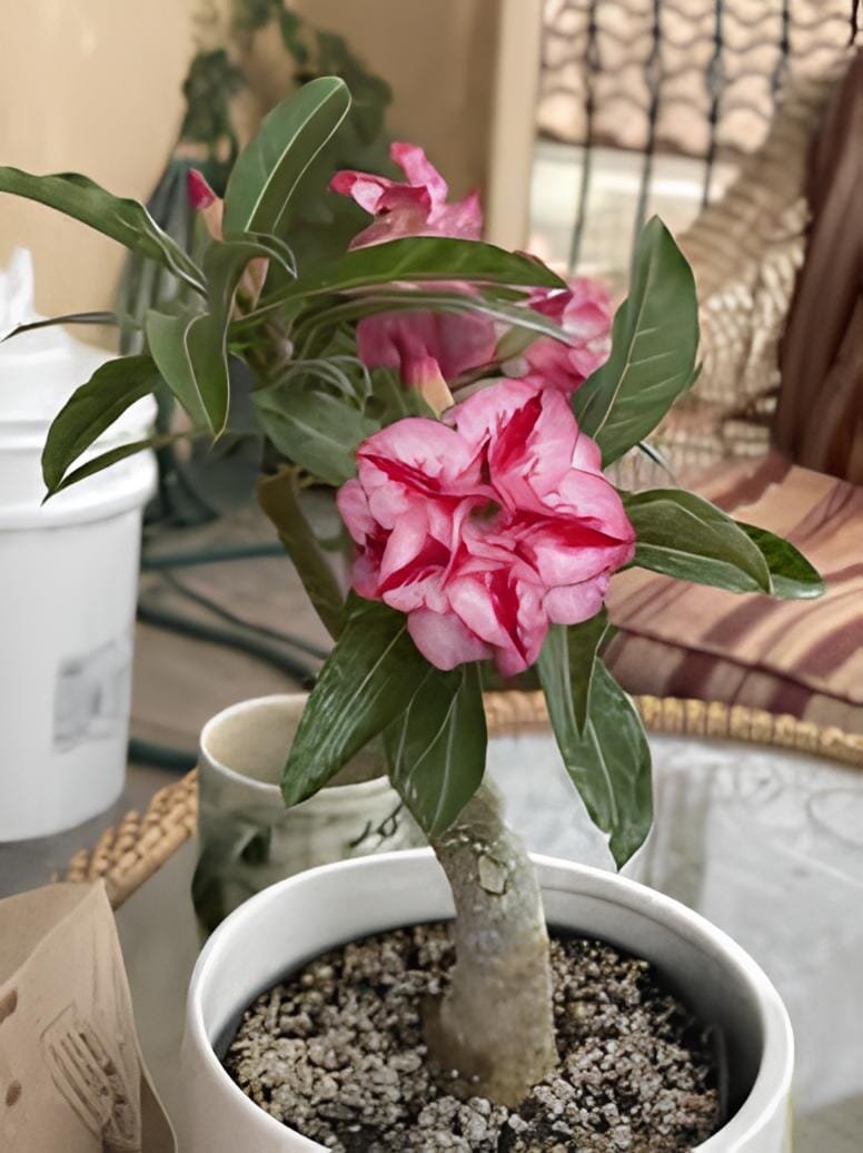 4 Seeds Rare 'King of Comedy' Adenium Desert Rose