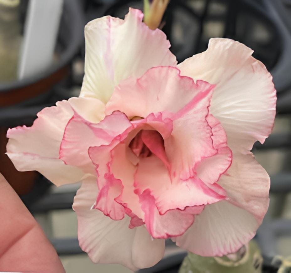 4 Seeds Imported 'sunset glow' Adenium Desert Rose