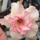 4 Seeds Imported 'sunset glow' Adenium Desert Rose