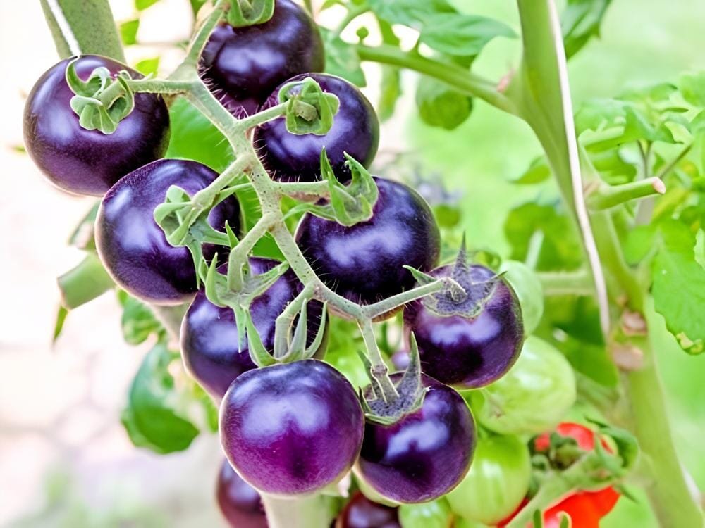 50 Seeds Indigo Rose Purple Blue Tomato