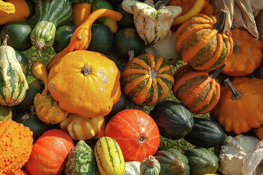 20 Seeds Cucurbita maxima 'Incense burner' Squash Ornamental Fruit