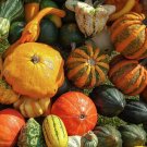 20 Seeds Cucurbita maxima 'Incense burner' Squash Ornamental Fruit