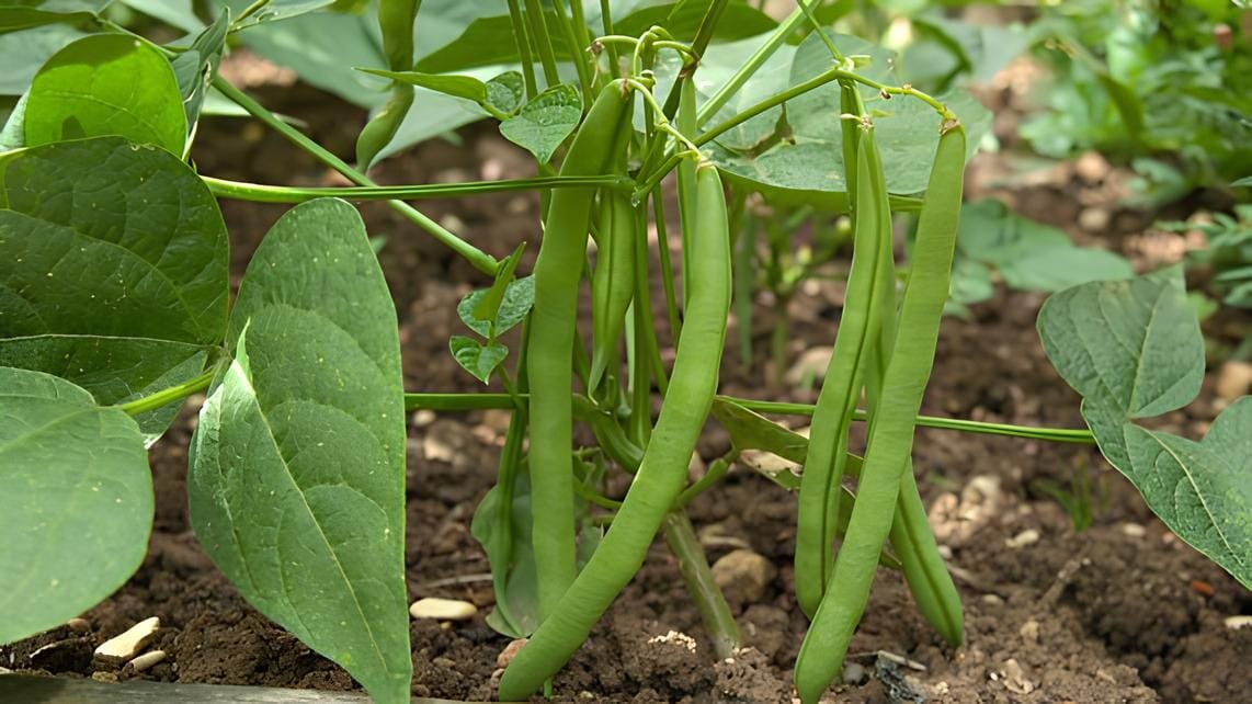 300 Seeds Runner Dwarf Climbing Green Pea
