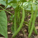 300 Seeds Runner Dwarf Climbing Green Pea