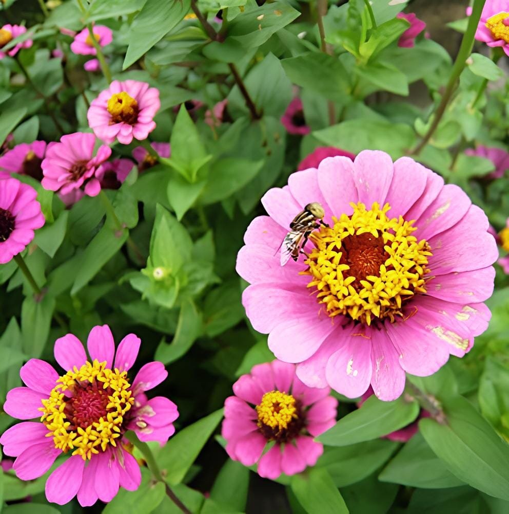 100 Seeds Zinnia Elegans Pink Youth-and-Old-Age with Little Flowers