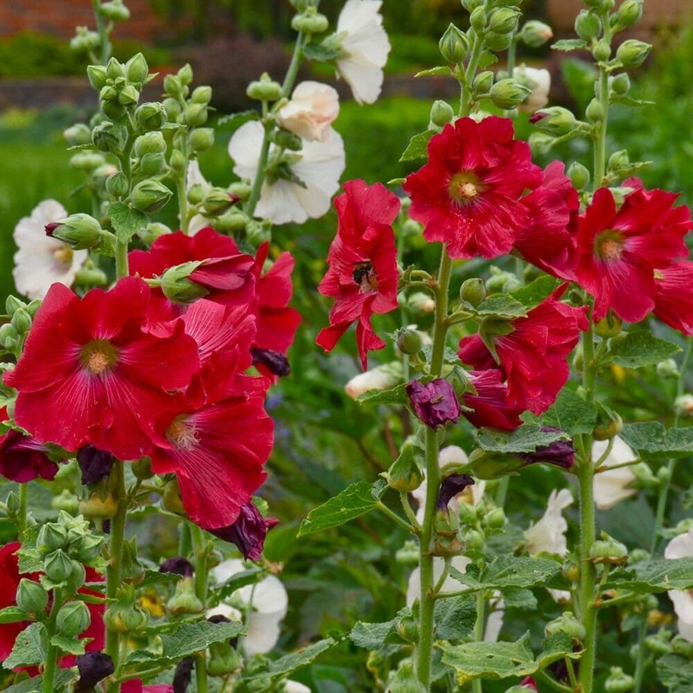 40 Seeds Hollyhock Country Romance Red Alcea Rosea Flower