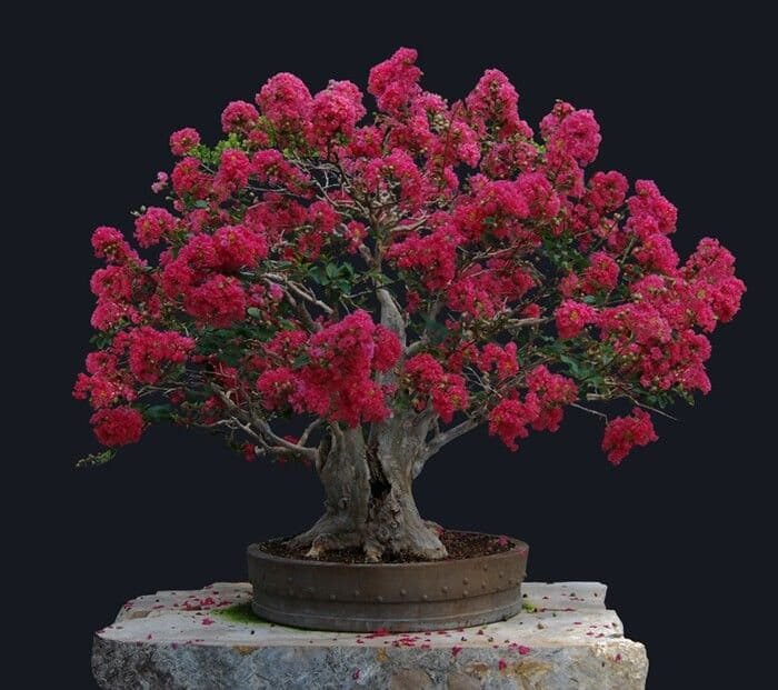 80 Seeds Red Bonsai Crape Myrtle