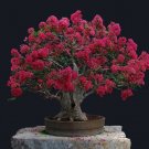 80 Seeds Red Bonsai Crape Myrtle