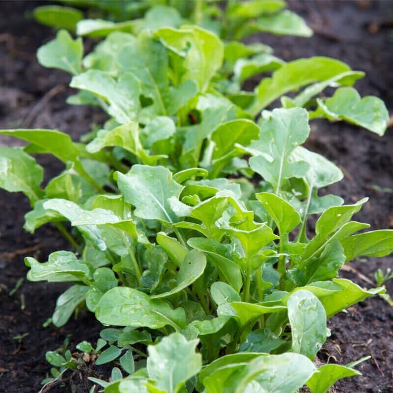 240 Seeds Garden Rocket Eruca Herbs Vegetable