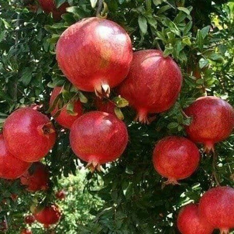 20 Seeds Pomegranate Fruit Tree Red Punica Granatum