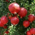 20 Seeds Pomegranate Fruit Tree Red Punica Granatum