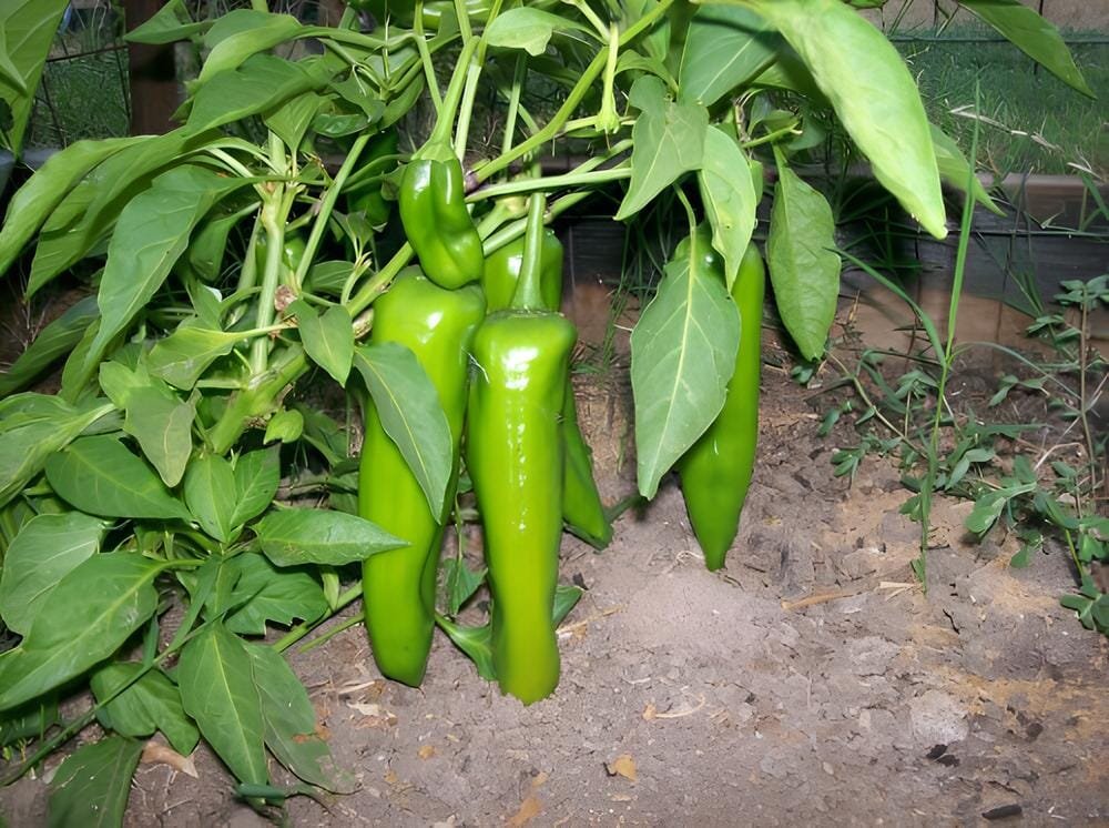 2000 Seeds Jintai Thin Skin Early Maturing Big Pepper Vegetables