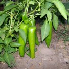 2000 Seeds Jintai Thin Skin Early Maturing Big Pepper Vegetables