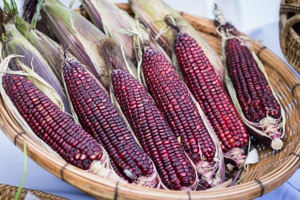 20 Seeds Red Waxy Corn