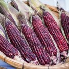 20 Seeds Red Waxy Corn