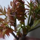 20 Seeds Chinese Mahogany Red Cedar Toona Sinensis