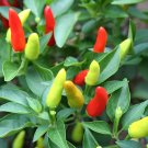1000 Seeds Discoloring Sharp Chili Hot Sichuan Pickled Pepper