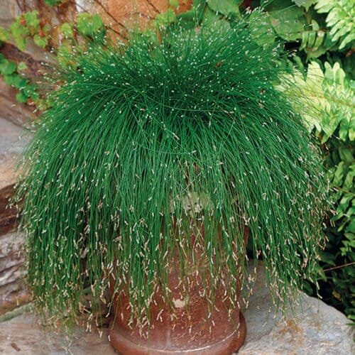 20 Seeds Isolepis Cernua