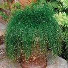 20 Seeds Isolepis Cernua