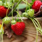 200 Seeds Middle-sized Red Strawberry Hybrid
